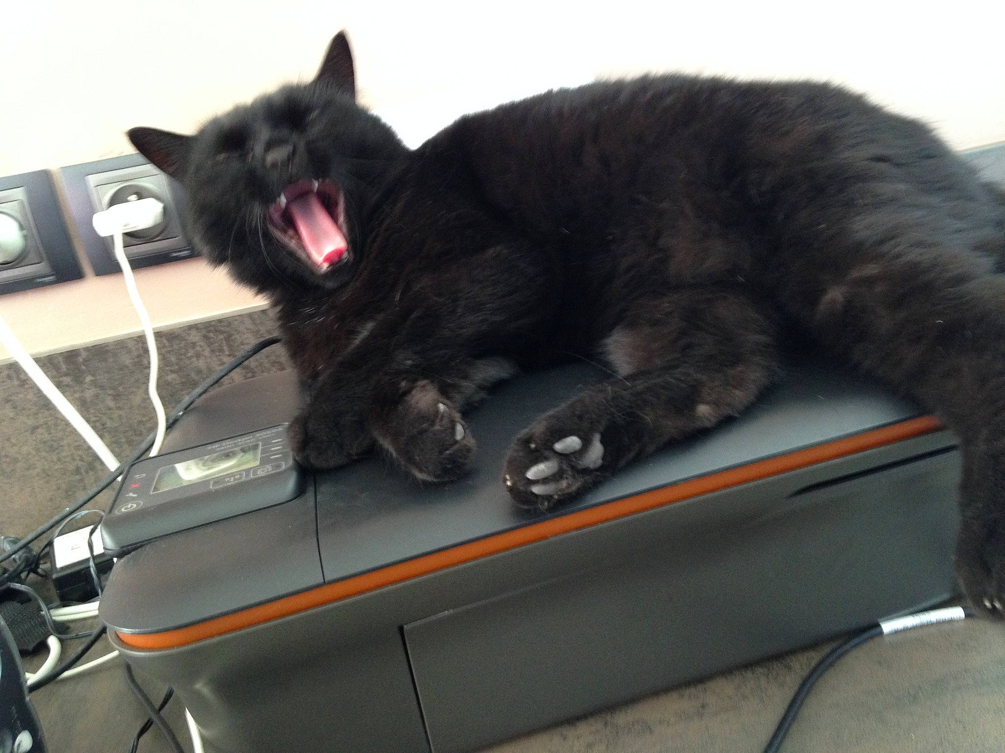 Feline participe au concours pour gagner de l'argent avec cette photo : black_cat, bombay, cable, carnivore, cat, claw, facial_expression, fang, felidae, fur, paw, small_to_medium_sized_cats, snout, terrestrial_animal, tongue, tooth, vertebrate, whiskers, wire, yawn