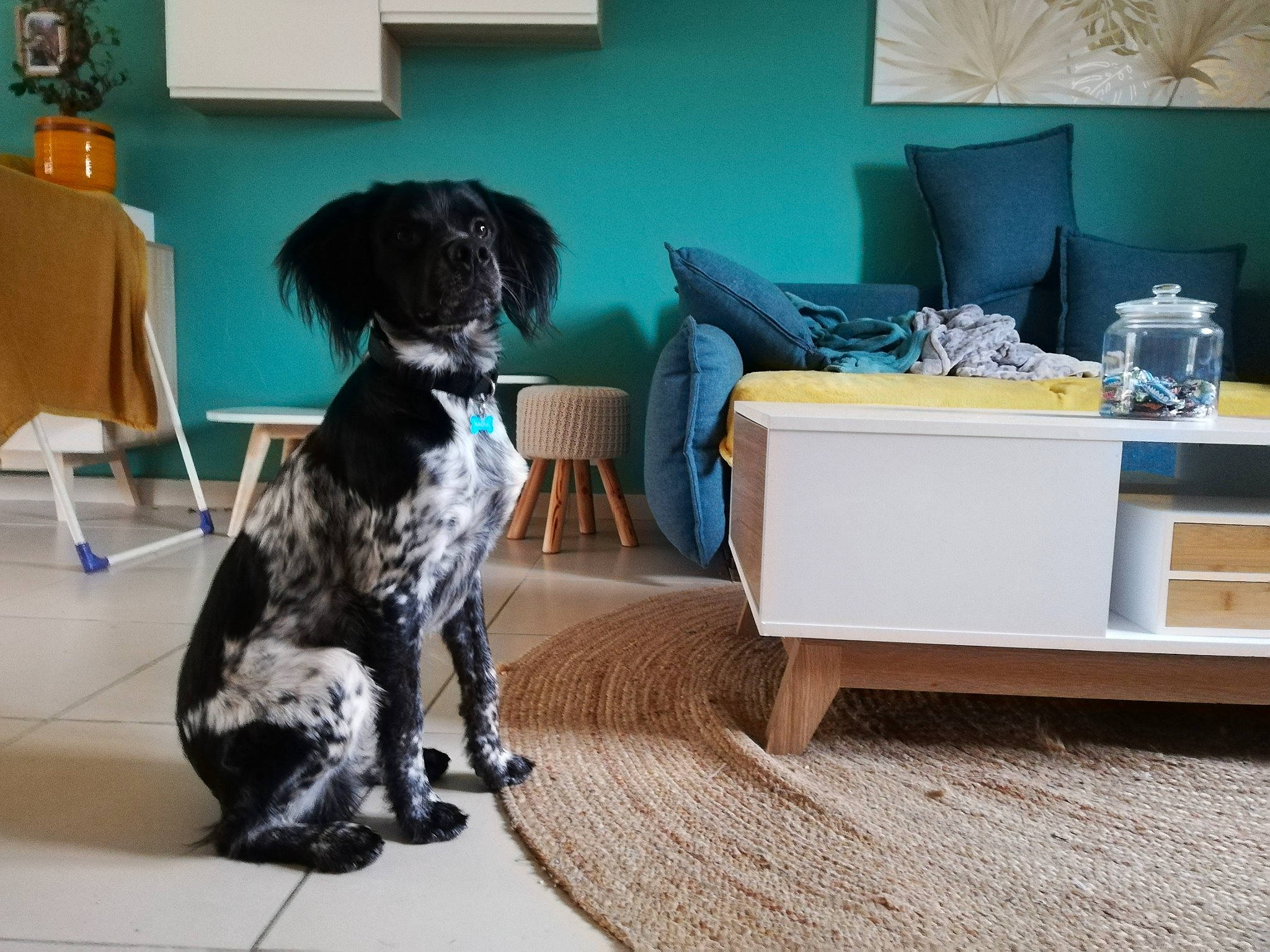 Raoul participe au concours pour gagner de l'argent avec cette photo : canidae, carnivore, companion_dog, couch, dog, dog_breed, floor, flooring, fur, grey, home, interior_design, lamp, living_room, mammal, picture_frame, pillow, room, sporting_group