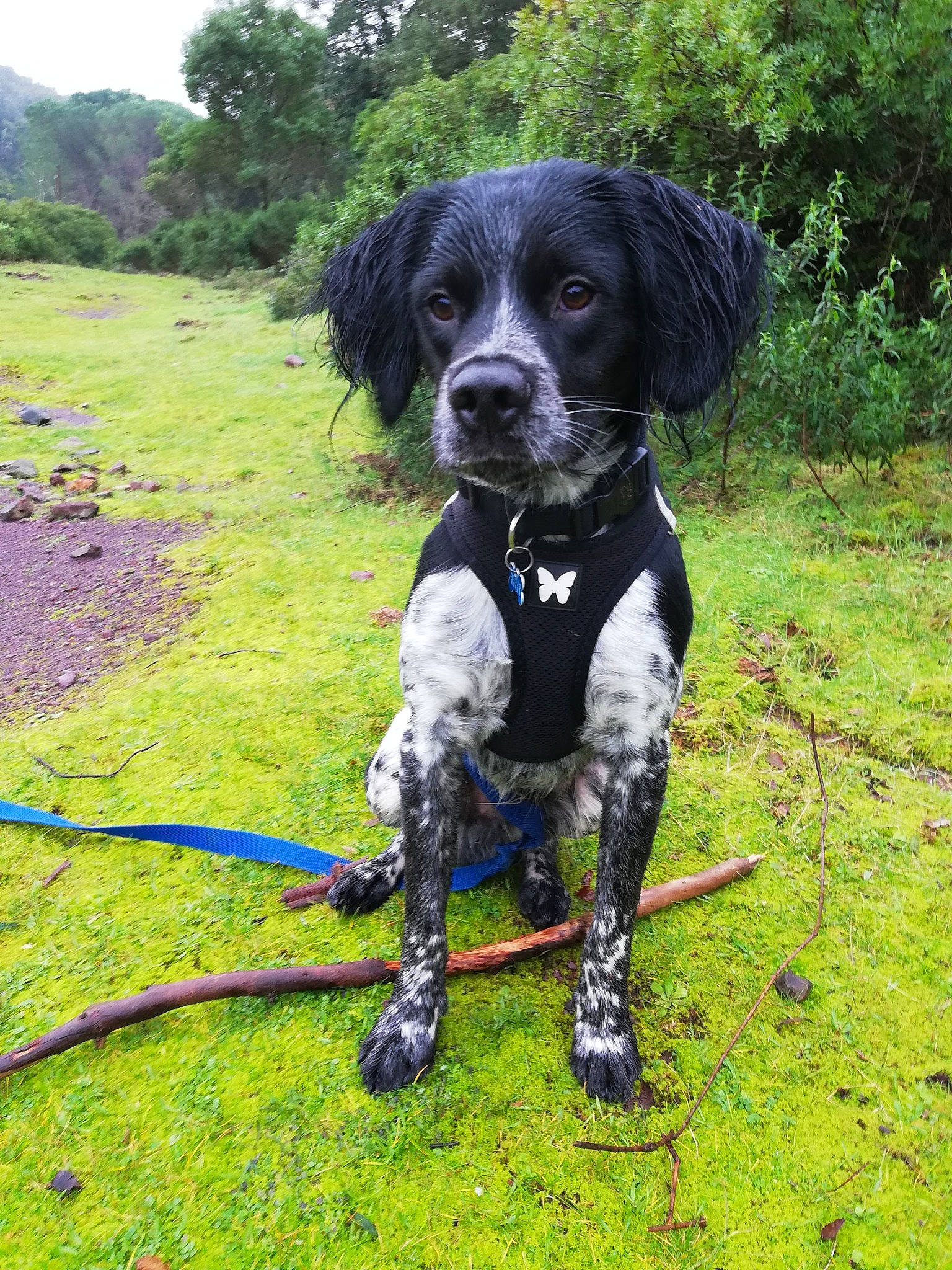 Raoul a rejoint le concours — aidez-le/la à gagner de superbes lots ! borador, canidae, carnivore, companion_dog, dog, dog_breed, dog_collar, fur, gun_dog, hunting_dog, large_munsterlander, mammal, pasture, pointing_breed, snout, sporting_group, tail, vertebrate, working_animal, working_dog