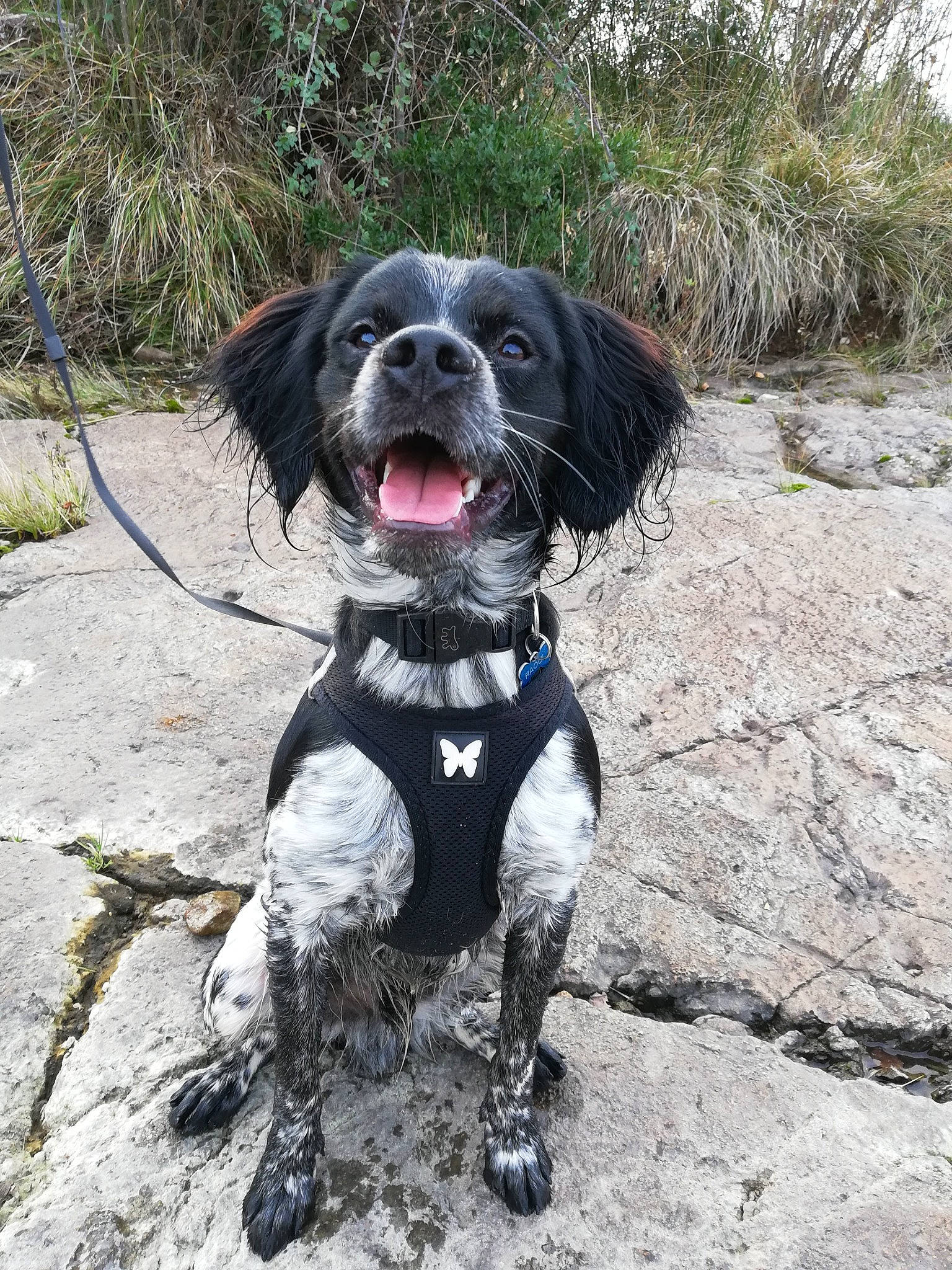 Raoul participe au concours pour gagner de l'argent avec cette photo : borador, canidae, carnivore, collar, companion_dog, dog, dog_breed, dog_collar, fur, gun_dog, hunting_dog, leash, pet_supply, snout, sporting_group, tongue, working_animal, working_dog