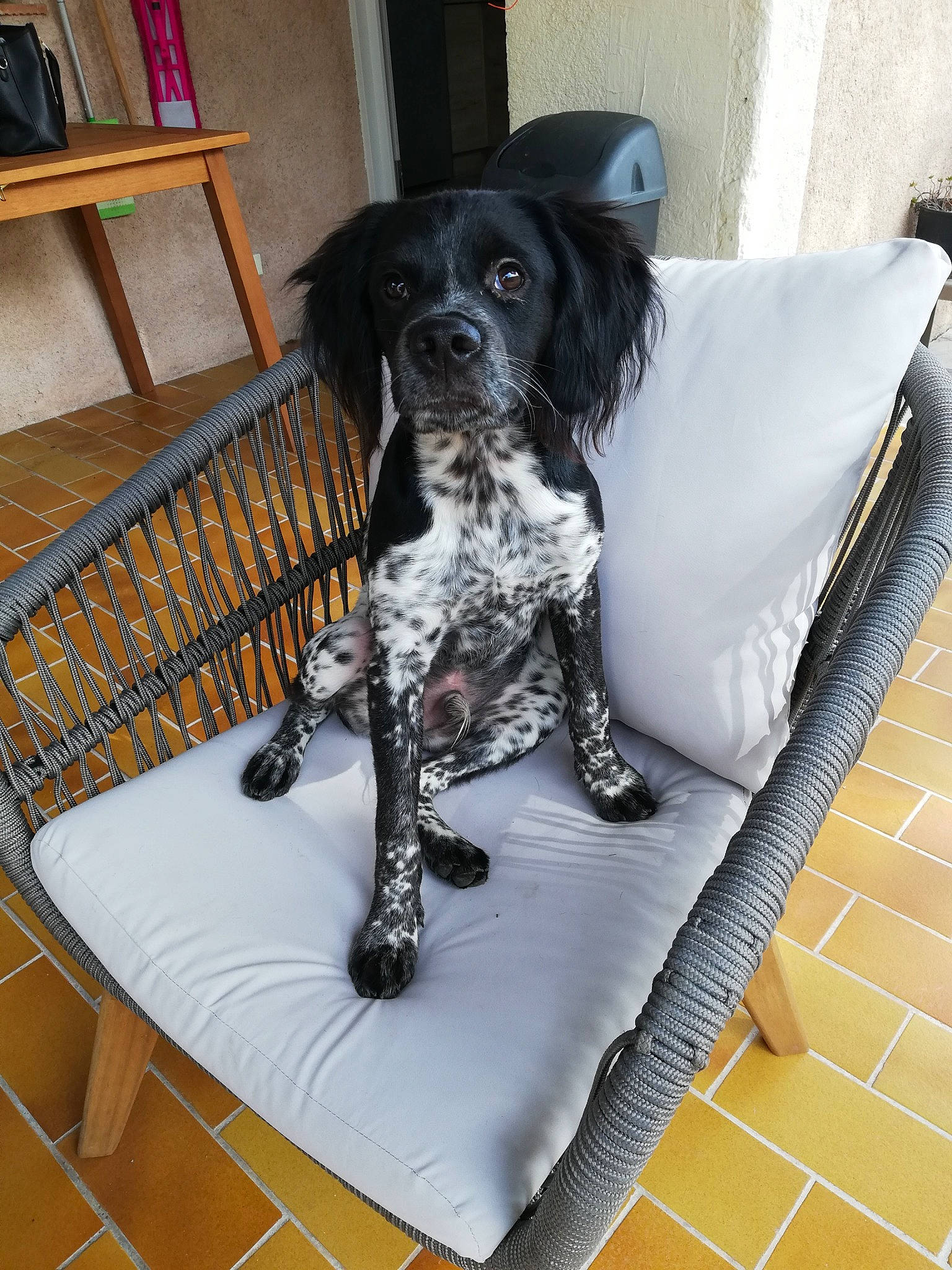 Raoul participe au concours pour gagner de l'argent avec cette photo : black, box, canidae, carnivore, companion_dog, dog, dog_breed, dog_supply, gun_dog, home_accessories, large_munsterlander, mammal, outdoor_furniture, shelf, shelving, snout, spaniel, sporting_group, working_animal, working_dog