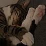 animal, blanket, cat, closeup, comfort, cozy, cute, feline, fur, gray, indoor, paws, pet, pink_paw_pads, relaxation, resting, sleeping, soft, tabby, whiskers