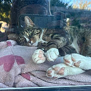 Pudding joined the competition — help win amazing prizes! animal, blanket, cat, close_up, cozy, domestic_cat, feline, heart_pattern, indoor, laying_down, paws, pet, pink_blanket, pink_paw_pads, relaxed, resting, sleepy, soft_texture, tabby_cat, window_reflection