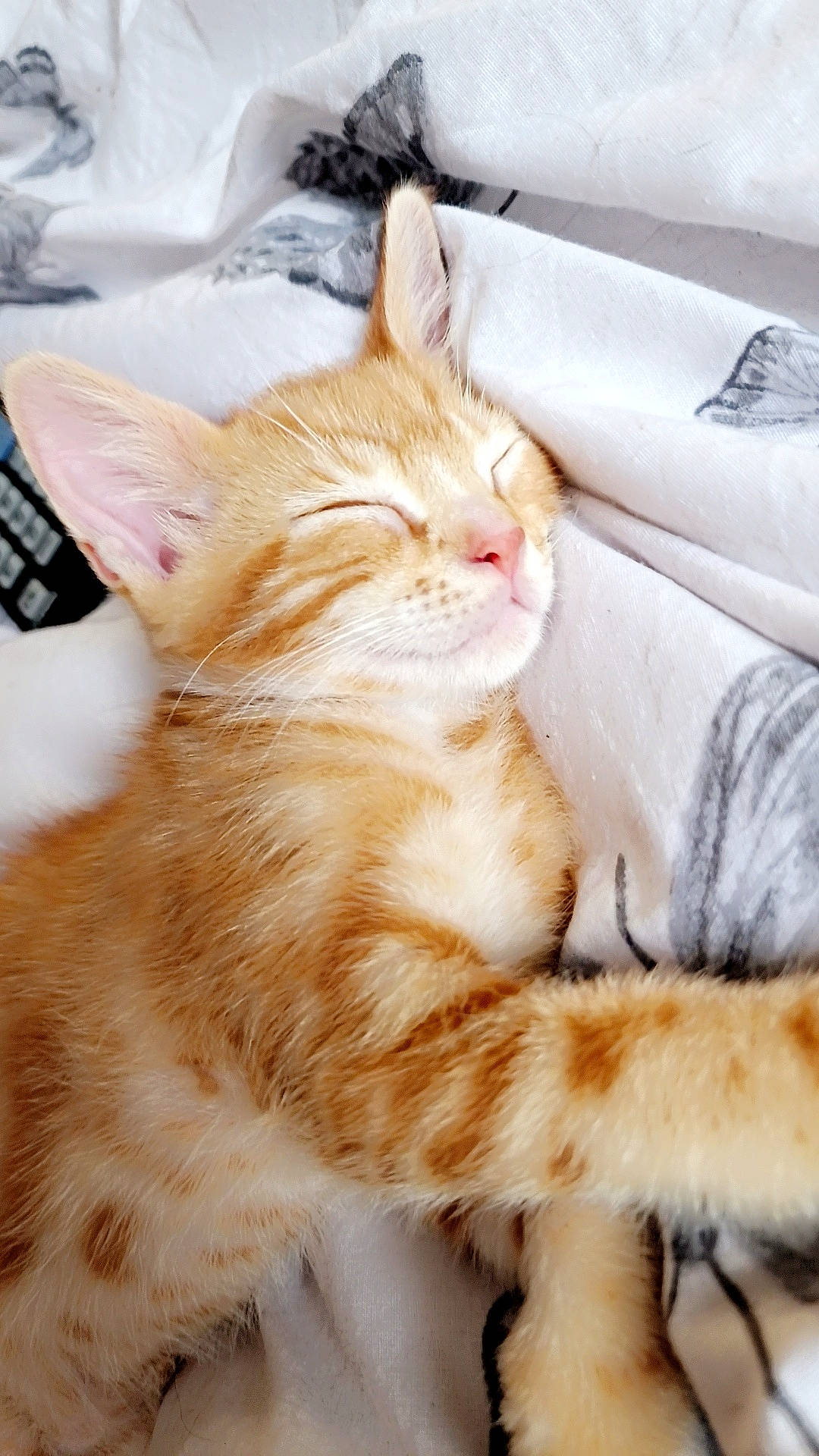 Koazy is registered to the contest to win money with this photo: carnivore, cat, claw, comfort, domestic_short_haired_cat, fawn, felidae, fur, paw, small_to_medium_sized_cats, snout, tail, whiskers