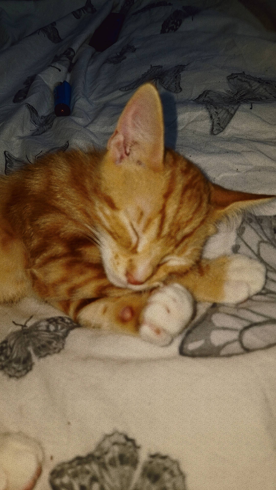 Koazy joined the competition — help win amazing prizes! carnivore, cat, cat_bed, cat_supply, claw, comfort, domestic_short_haired_cat, felidae, foot, fur, linens, nap, paw, sitting, sleep, small_to_medium_sized_cats, snout, tail, whiskers, wood