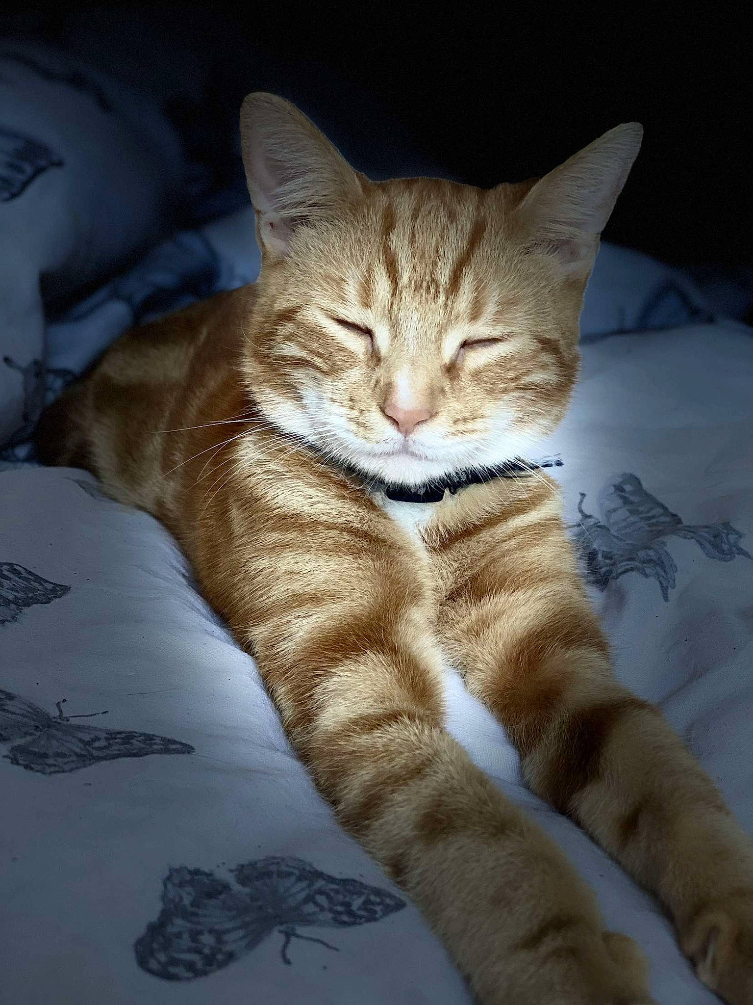 Koazy joined the competition — help win amazing prizes! bedding, carnivore, cat, claw, close_up, comfort, domestic_short_haired_cat, fawn, felidae, foot, fur, linens, nap, paw, sitting, small_to_medium_sized_cats, snout, tail, terrestrial_animal, whiskers