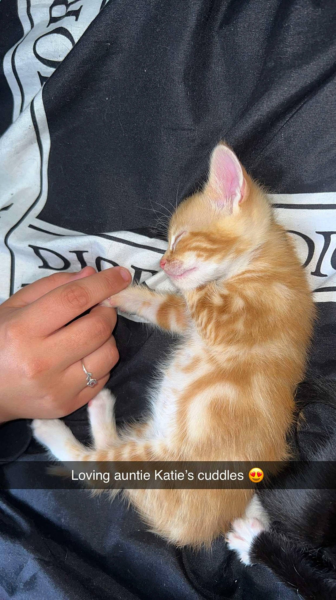 Koazy is registered to the contest to win money with this photo: carnivore, cat, claw, comfort, companion_dog, domestic_short_haired_cat, eyelash, fashion_accessory, fawn, felidae, foot, fur, gesture, human_leg, lap, nail, paw, small_to_medium_sized_cats, tail, whiskers