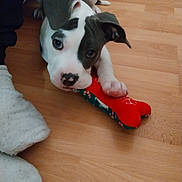 Aïka participe au concours pour gagner de l'argent avec cette photo : puppy, dog, toy, bone_toy, wooden_floor, black_and_white, paw, socks, flooring, pet, domestic_animal, cute, young_dog, indoor, playing, lying_down, animal, pet_toy, cozy, home