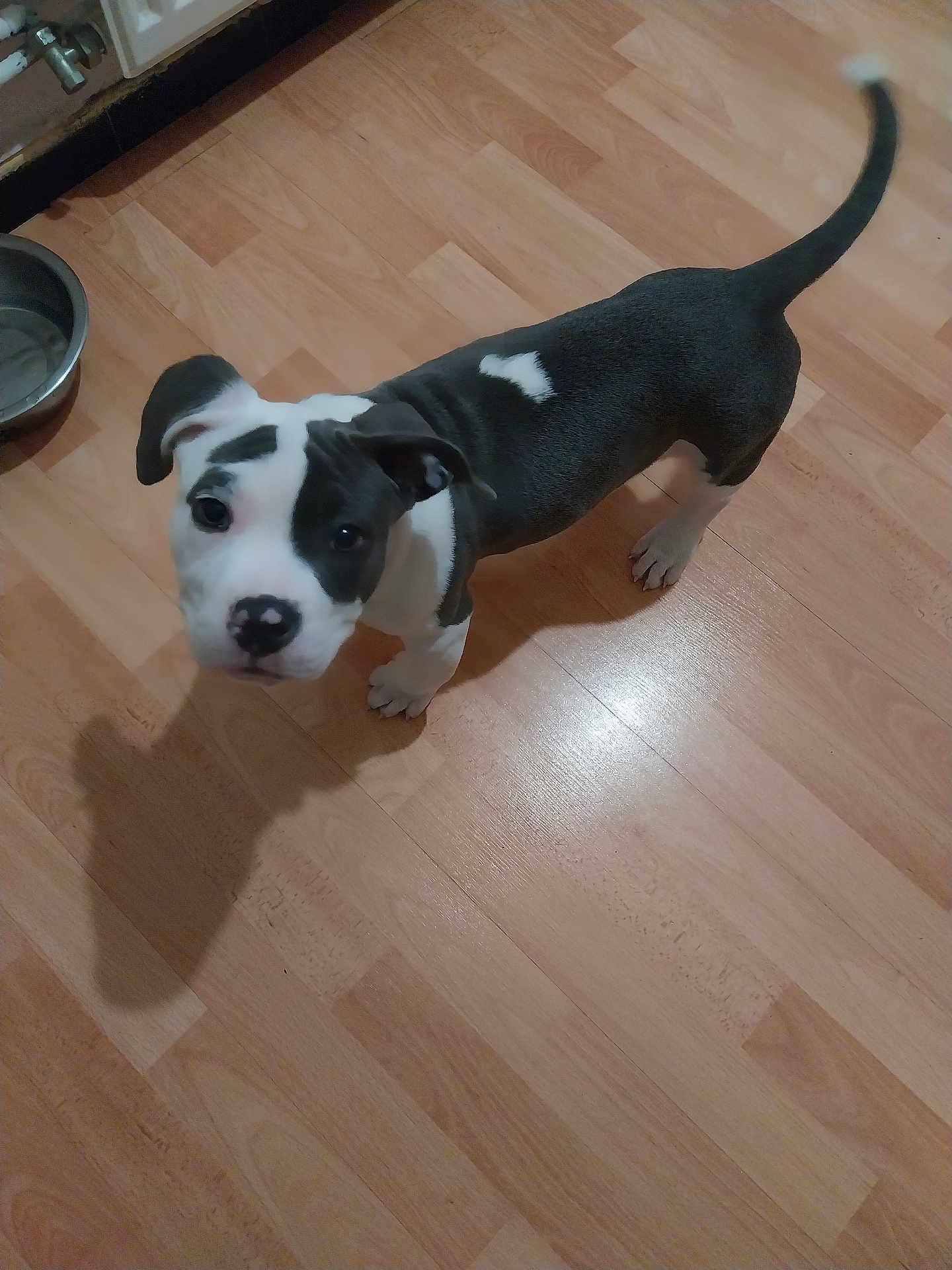 Aïka participe au concours pour gagner de l'argent avec cette photo : puppy, dog, black_and_white, floor, wooden_floor, pet, indoor, water_bowl, tail, shadow, curious, looking_up, canine, young_dog, adorable, playful, companion, domestic_animal, animal, cute