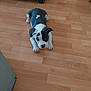 Aïka participe au concours pour gagner de l'argent avec cette photo : puppy, dog, black_and_white, wooden_floor, indoor, pet, cute, lying_down, flooring, canine, animal, young, ears, eyes, nose, paw, small, domestic, companion, playful
