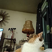 Mimine a rejoint le concours — aidez-le/la à gagner de superbes lots ! cat, calico_cat, indoor, lamp, vintage, window, curtains, shelf, mirror, home, decor, furniture, resting, cozy, domestic, animal, pet, fur, white, orange