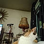 cat, calico_cat, indoor, lamp, vintage, window, curtains, shelf, mirror, home, decor, furniture, resting, cozy, domestic, animal, pet, fur, white, orange