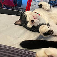 Percy Jackson is registered to the contest to win money with this photo: bed, black_and_white, box, cat, chair, close_up, collar, domestic_animal, fur, furniture, home, indoor, lying_down, nose, paw, pet, relaxed, sleeping, tail, whiskers