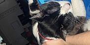 Percy Jackson joined the competition — help win amazing prizes! affection, animal, black_and_white_cat, blue_shirt, casual, cat, close_up, collar, comfort, domestic, feline, hand, holding, home, human, indoor, paw, person, pet, relaxed