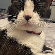 Percy is registered to the contest to win money with this photo: cat, black_and_white, whiskers, bed, indoor, pet, feline, closeup, relaxed, collar, sleeping_area, fur, domestic_animal, cute, animal_portrait, resting, eyes, nose, ears, comfort