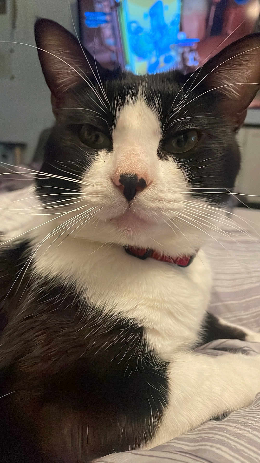 Percy is registered to the contest to win money with this photo: cat, black_and_white, whiskers, bed, indoor, pet, feline, closeup, relaxed, collar, sleeping_area, fur, domestic_animal, cute, animal_portrait, resting, eyes, nose, ears, comfort