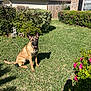 belgian_malinois, bush, collar, daytime, dog, fence, flower, garden, grass, greenery, house, leash, nature, outdoor, pet, pink_flower, shadow, smiling_dog, suburban, sunlight