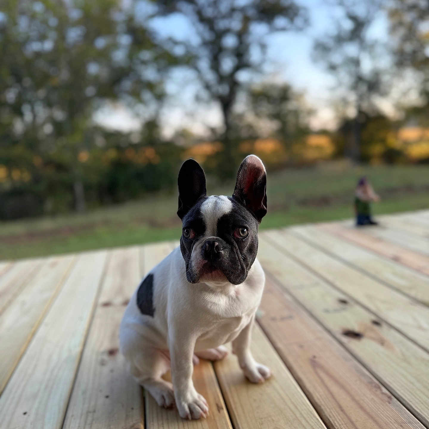 Jagger is registered to the contest to win money with this photo: animal, black_and_white, blurred_background, calm, canine, cute, daylight, dog, ears, french_bulldog, fur, nature, outdoor, pet, portrait, sitting, sky, small_dog, trees, wooden_deck