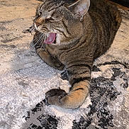 Fatboy joined the competition — help win amazing prizes! cat, tabby, yawning, pet, animal, indoor, carpet, feline, cute, paw, resting, striped, fur, mammal, whiskers, relaxed, domestic, home, cozy, sleepy