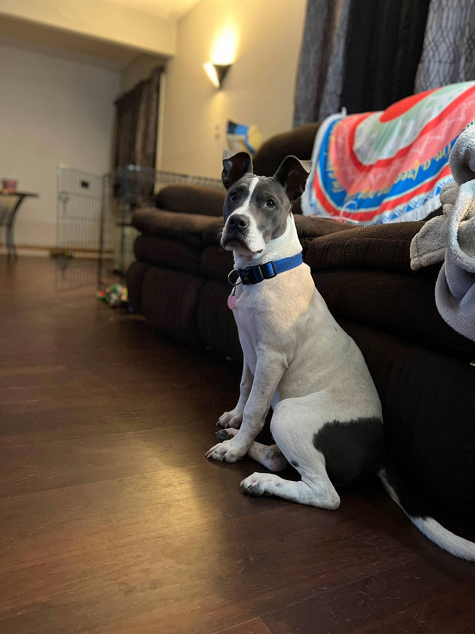 Diesel joined the competition — help win amazing prizes! canidae, carnivore, collar, comfort, companion_dog, curtain, dog, dog_breed, dog_collar, fawn, flooring, grey, hardwood, linens, pet_supply, picture_frame, snout, sporting_group, tail, working_animal