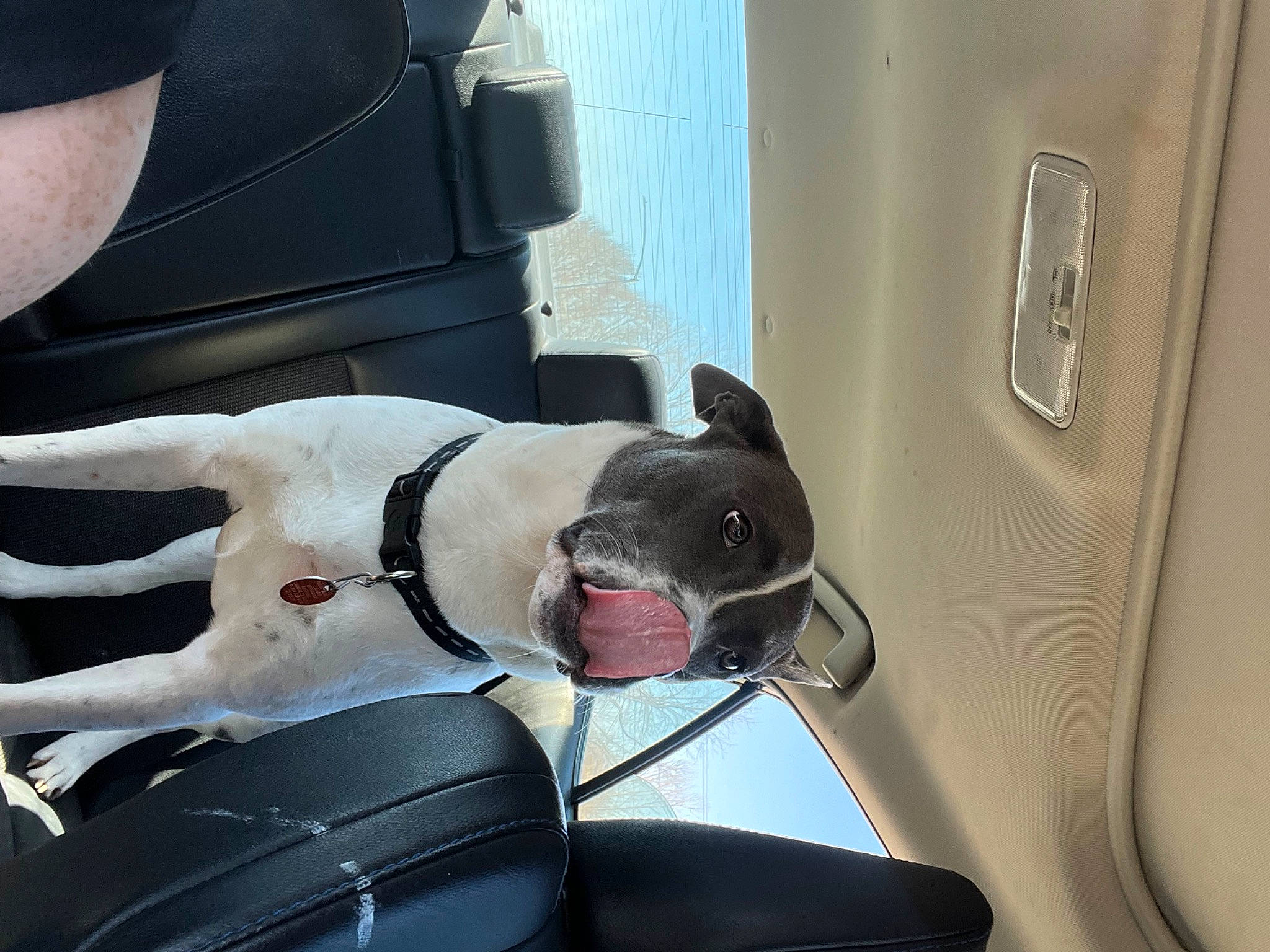 Diesel is registered to the contest to win money with this photo: auto_part, automotive_exterior, car, car_seat, car_seat_cover, carnivore, collar, comfort, companion_dog, dog, dog_breed, dog_collar, dog_supply, fawn, hood, personal_luxury_car, vehicle, vehicle_door, white, working_animal