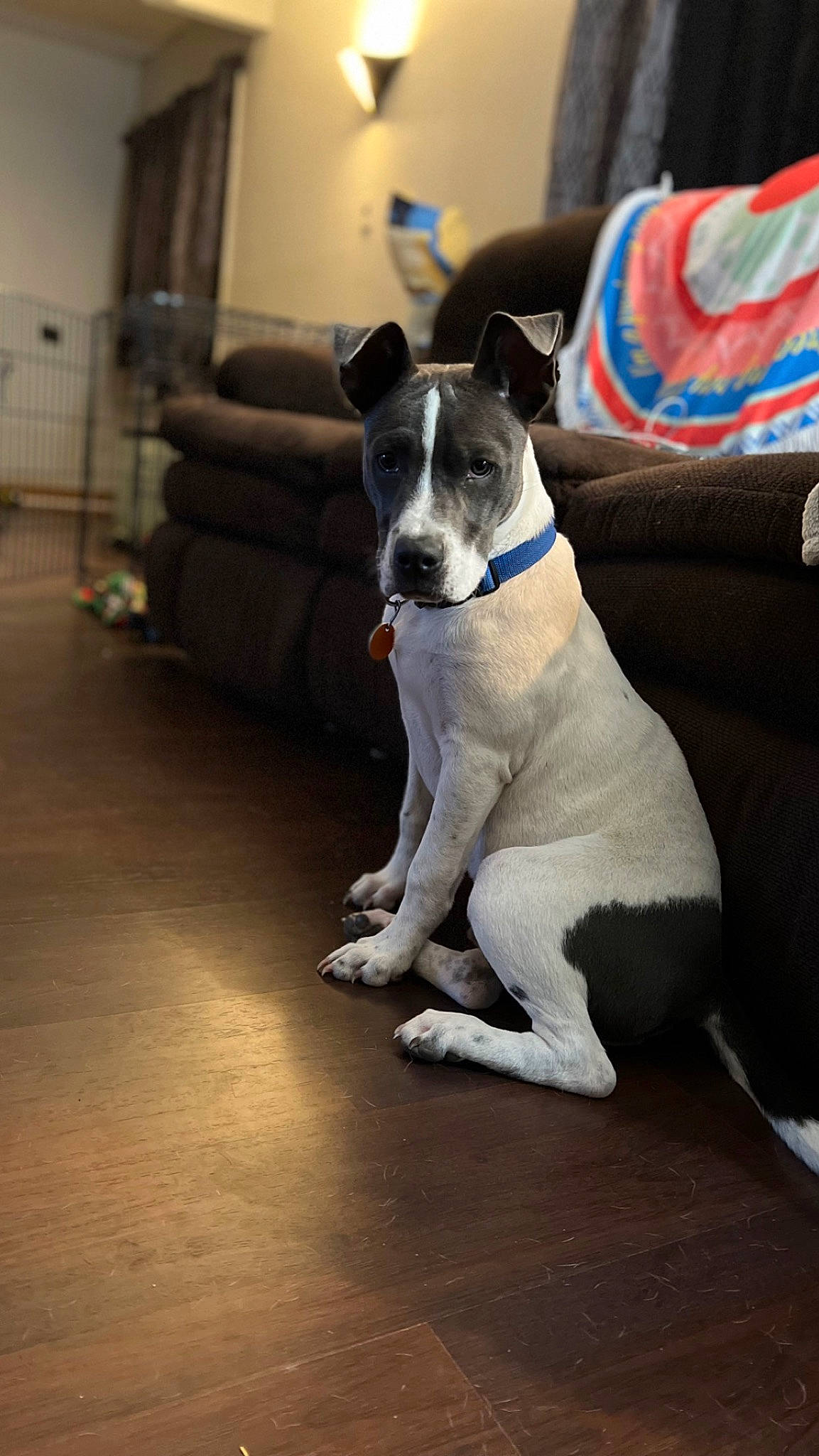 Diesel joined the competition — help win amazing prizes! canidae, carnivore, collar, comfort, companion_dog, dog, dog_breed, dog_collar, dog_supply, flooring, grey, hardwood, non_sporting_group, snout, sporting_group, terrier, whiskers, wood, working_animal