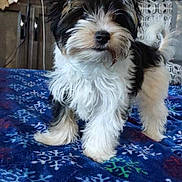 Lacey Quincy joined the competition — help win amazing prizes! puppy, dog, black_and_white, fluffy, bed, blanket, snowflake_pattern, indoor, pet, cute, small_dog, fur, tail, ears, animal, domestic, standing, young, companion, cozy