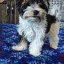 puppy, dog, black_and_white, fluffy, bed, blanket, snowflake_pattern, indoor, pet, cute, small_dog, fur, tail, ears, animal, domestic, standing, young, companion, cozy