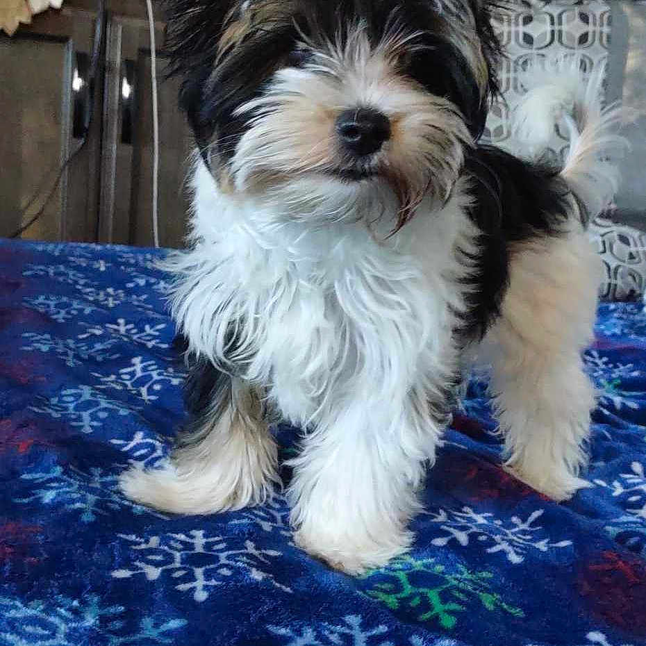 Lacey Quincy joined the competition — help win amazing prizes! animal, bed, black_and_white, blanket, companion, cozy, cute, dog, domestic, ears, fluffy, fur, indoor, pet, puppy, small_dog, snowflake_pattern, standing, tail, young