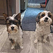 Lacey Quincy is registered to the contest to win money with this photo: dog, indoor, floor, wooden_floor, pet, animal, two_dogs, curious, fluffy, living_room, carpet, furniture, home, cute, companion, domestic_animal, looking, small_dog, friendly, brown_and_white