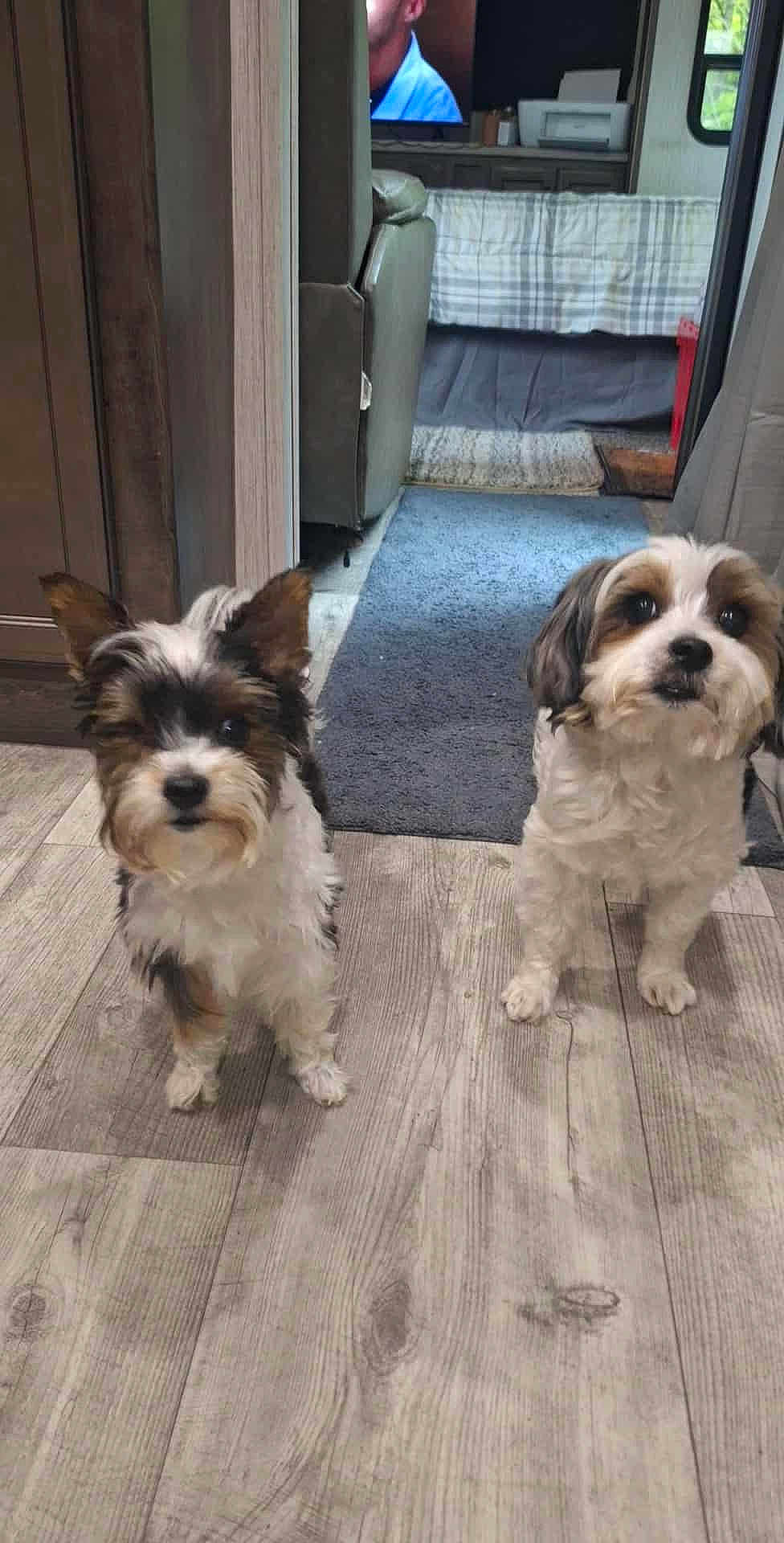 Lacey Quincy is registered to the contest to win money with this photo: dog, indoor, floor, wooden_floor, pet, animal, two_dogs, curious, fluffy, living_room, carpet, furniture, home, cute, companion, domestic_animal, looking, small_dog, friendly, brown_and_white