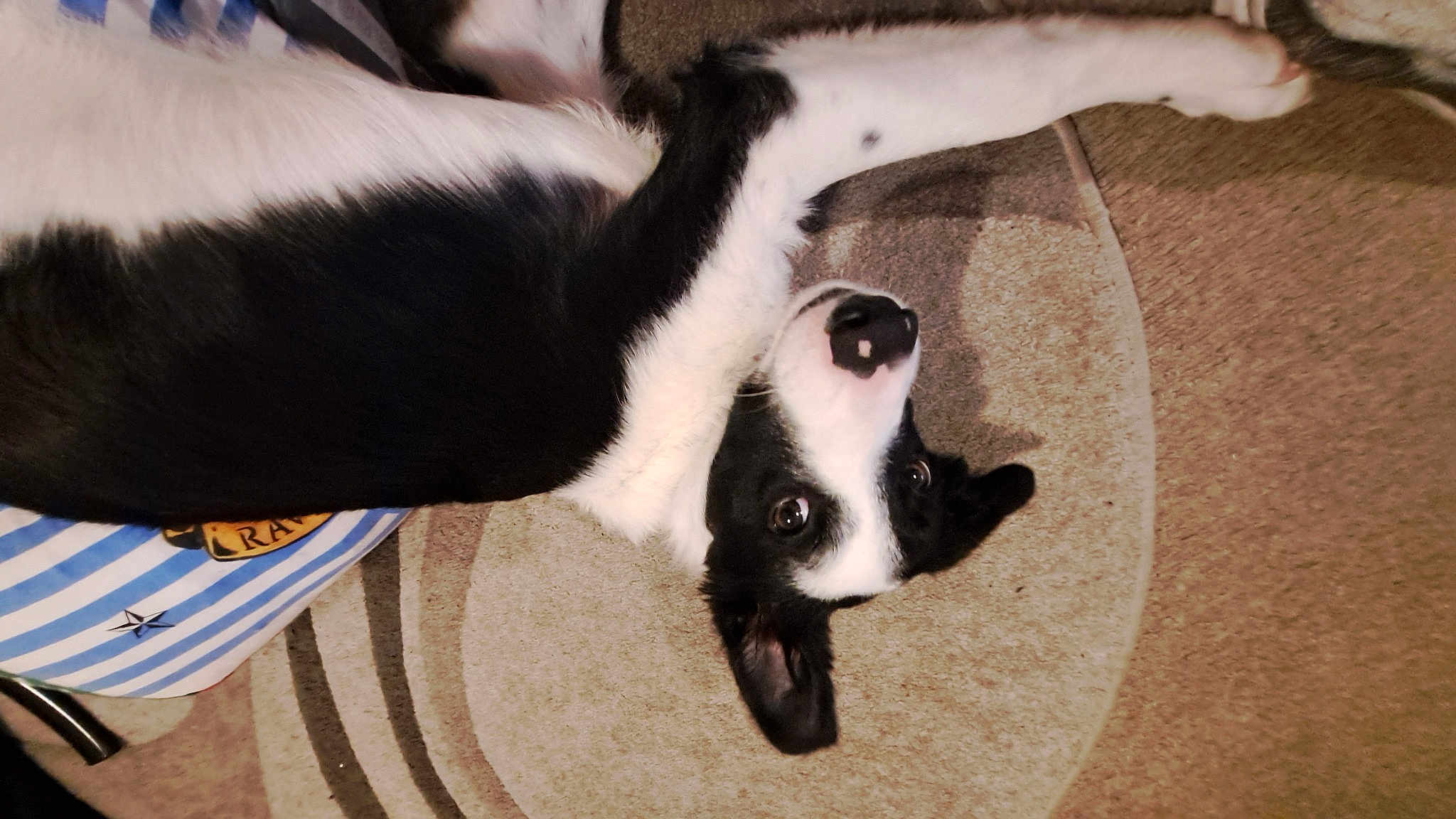 Duke