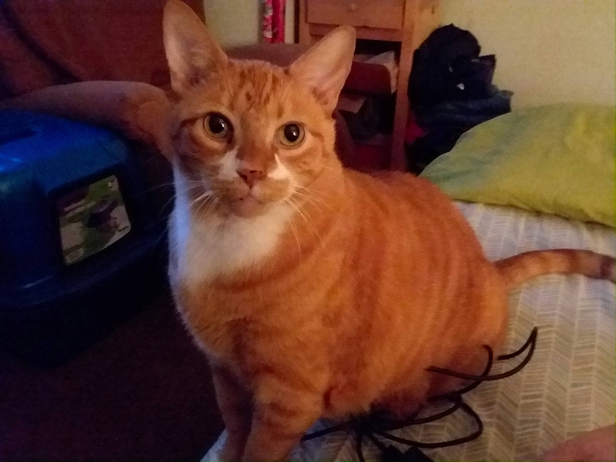 Garfield