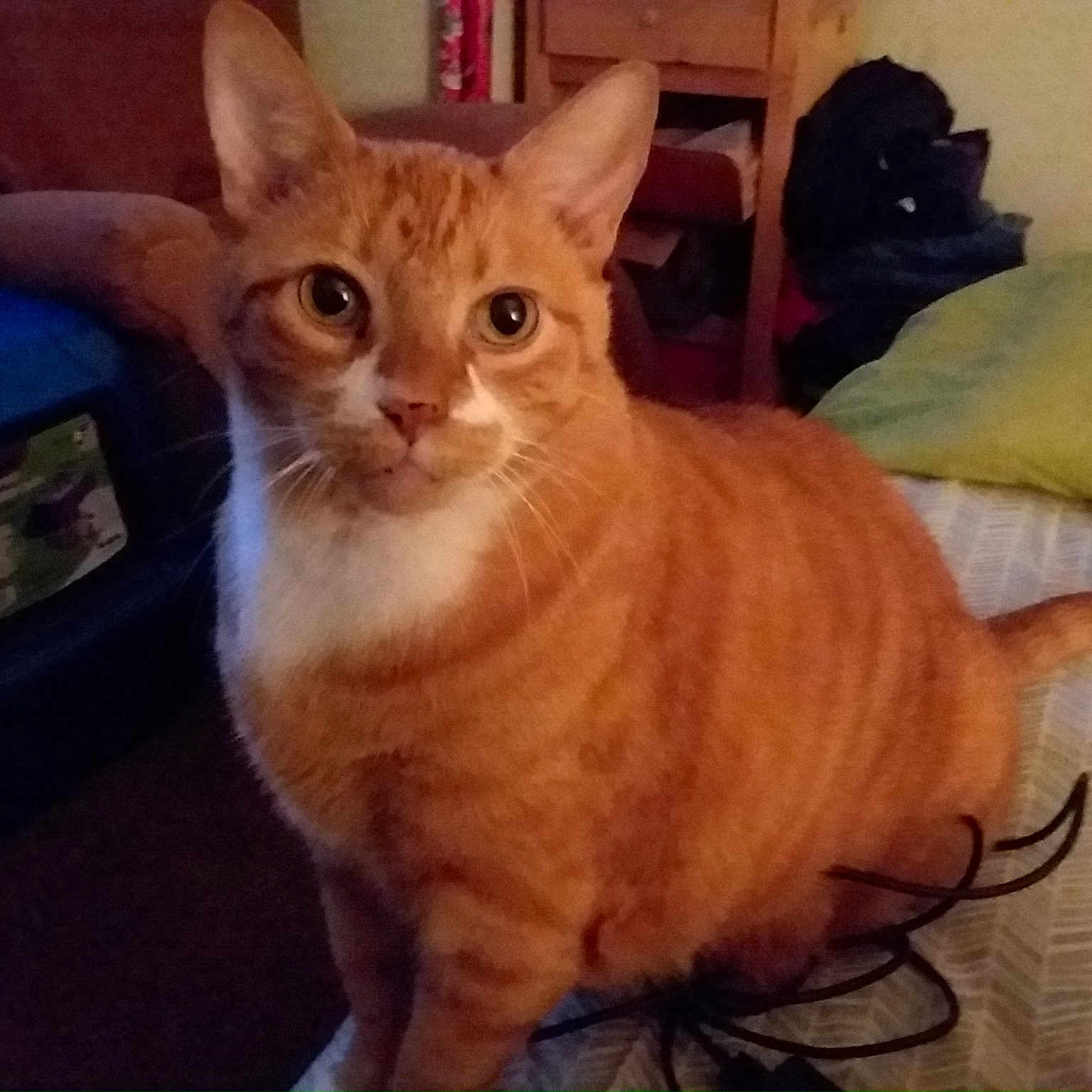 Garfield