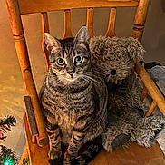 Mia is registered to the contest to win money with this photo: cat, tabby_cat, teddy_bear, wooden_chair, indoor, furniture, pet, animal, christmas_lights, holiday_decor, cozy, brown, striped, cute, sitting, fur, whiskers, eyes, floor, background