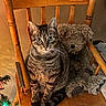 cat, tabby_cat, teddy_bear, wooden_chair, indoor, furniture, pet, animal, christmas_lights, holiday_decor, cozy, brown, striped, cute, sitting, fur, whiskers, eyes, floor, background