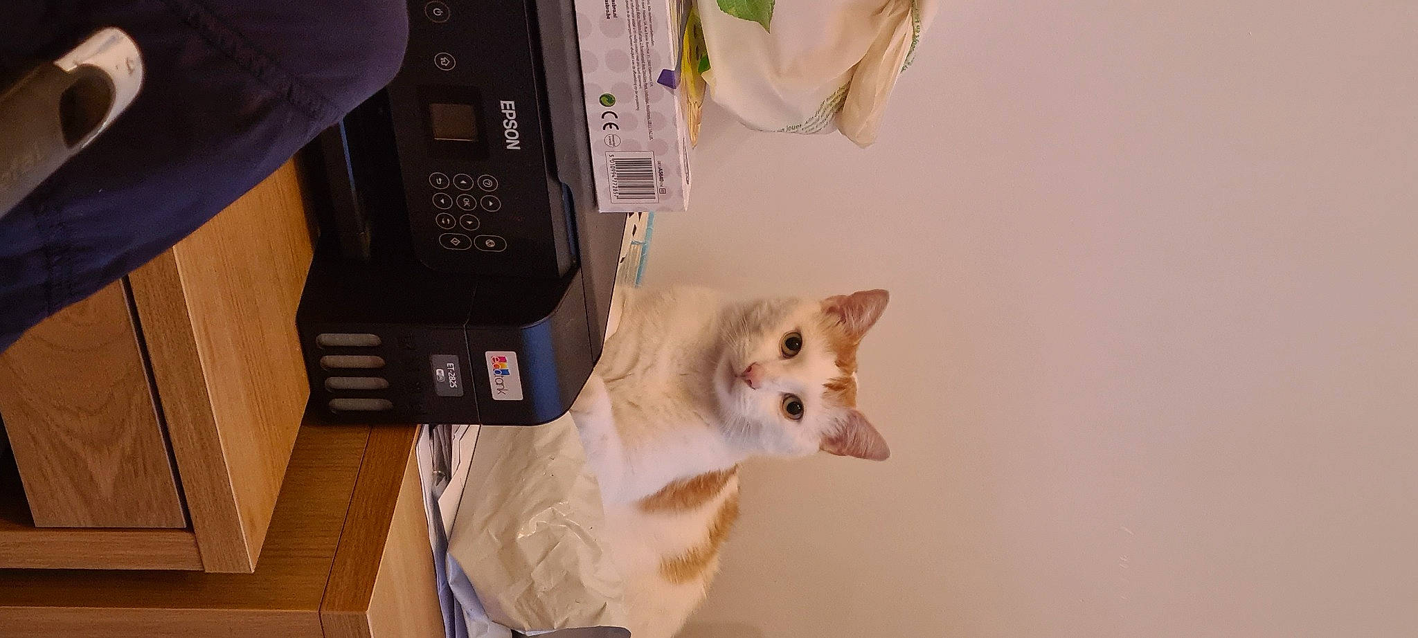 Caramel a rejoint le concours — aidez-le/la à gagner de superbes lots ! audio_equipment, cable, carnivore, cat, collar, communication_device, companion_dog, dog_breed, domestic_short_haired_cat, felidae, fur, gadget, hardwood, machine, multimedia, paw, small_to_medium_sized_cats, tail, whiskers, wood