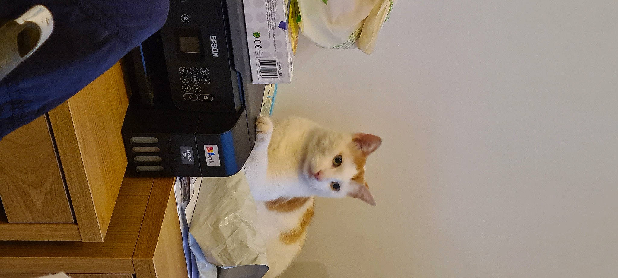 Caramel a rejoint le concours — aidez-le/la à gagner de superbes lots ! audio_equipment, box, cable, carnivore, cat, collar, communication_device, companion_dog, domestic_short_haired_cat, felidae, fur, gadget, hardwood, liquid, machine, room, small_to_medium_sized_cats, tail, whiskers, wood