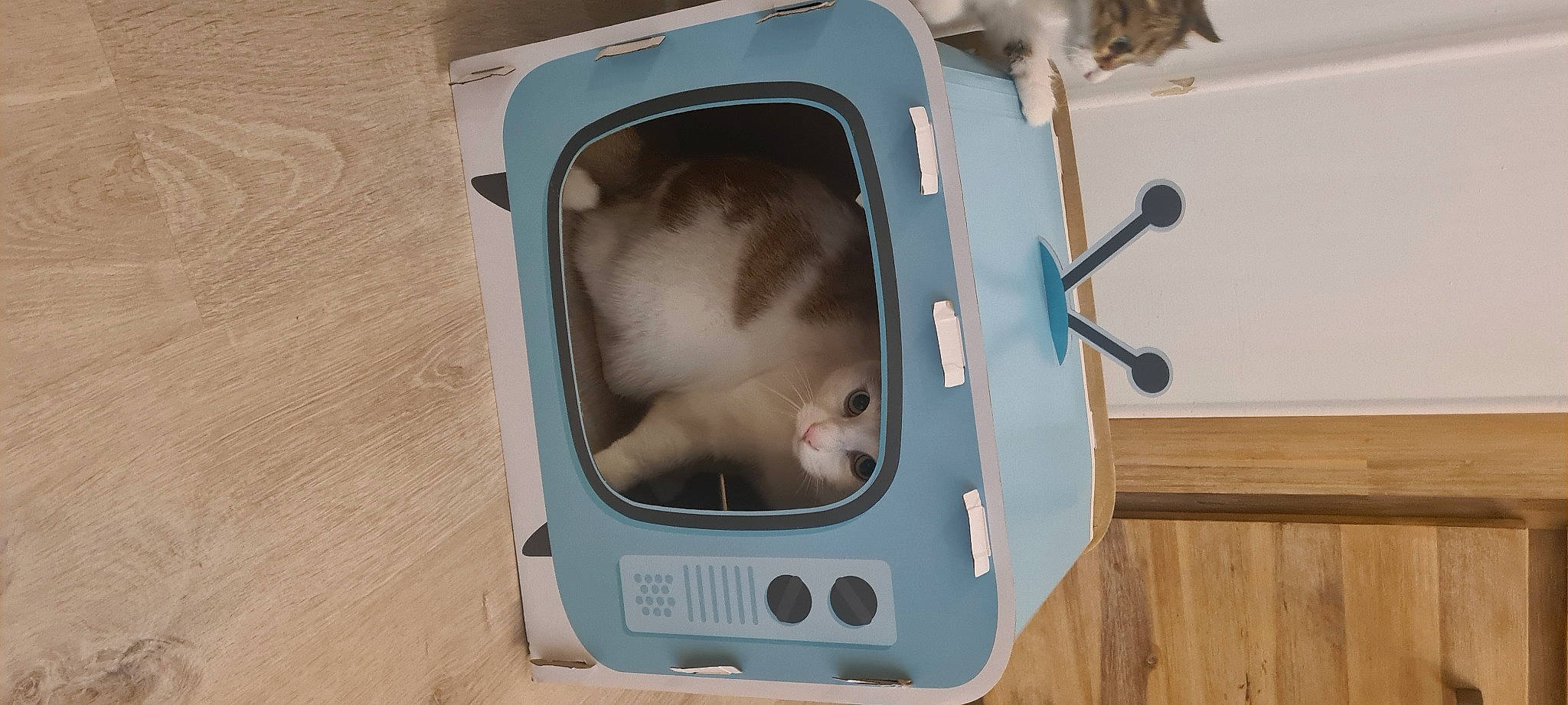 Caramel a rejoint le concours — aidez-le/la à gagner de superbes lots ! audio_equipment, auto_part, automotive_exterior, automotive_lighting, bumper, child, comfort, display_device, electronic_device, flooring, hardwood, helmet, machine, media, output_device, television, television_set, toddler, vehicle, wood