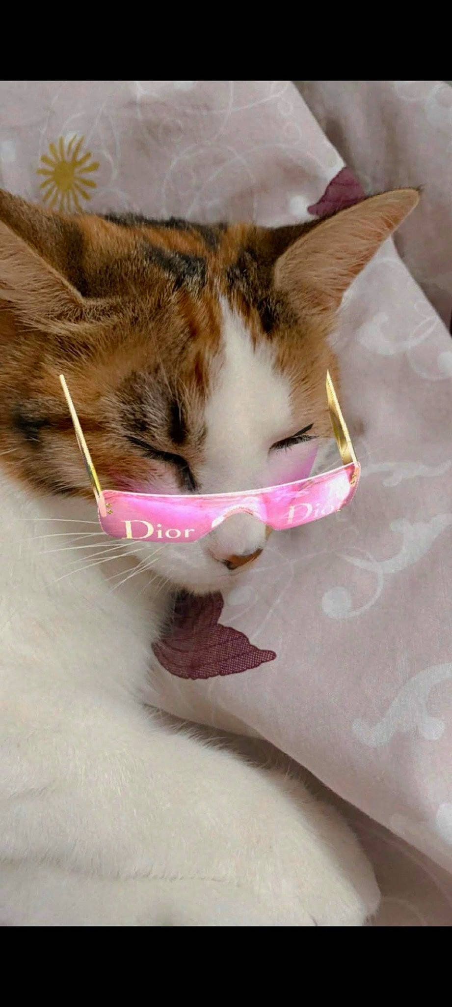 Luna participe au concours pour gagner de l'argent avec cette photo : box, carnivore, cat, claw, comfort, domestic_short_haired_cat, felidae, foot, fur, linens, nap, paw, sleep, small_to_medium_sized_cats, snout, tail, textile, whiskers