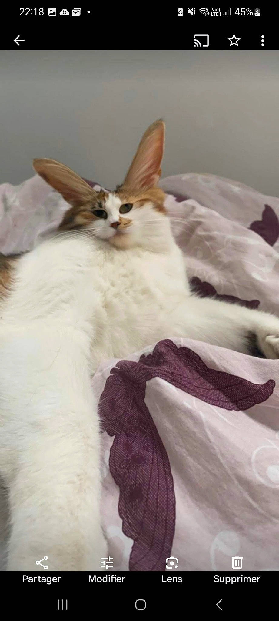 Luna a rejoint le concours — aidez-le/la à gagner de superbes lots ! carnivore, cat, comfort, event, fawn, felidae, fur, linens, small_to_medium_sized_cats, tail, terrestrial_animal, whiskers