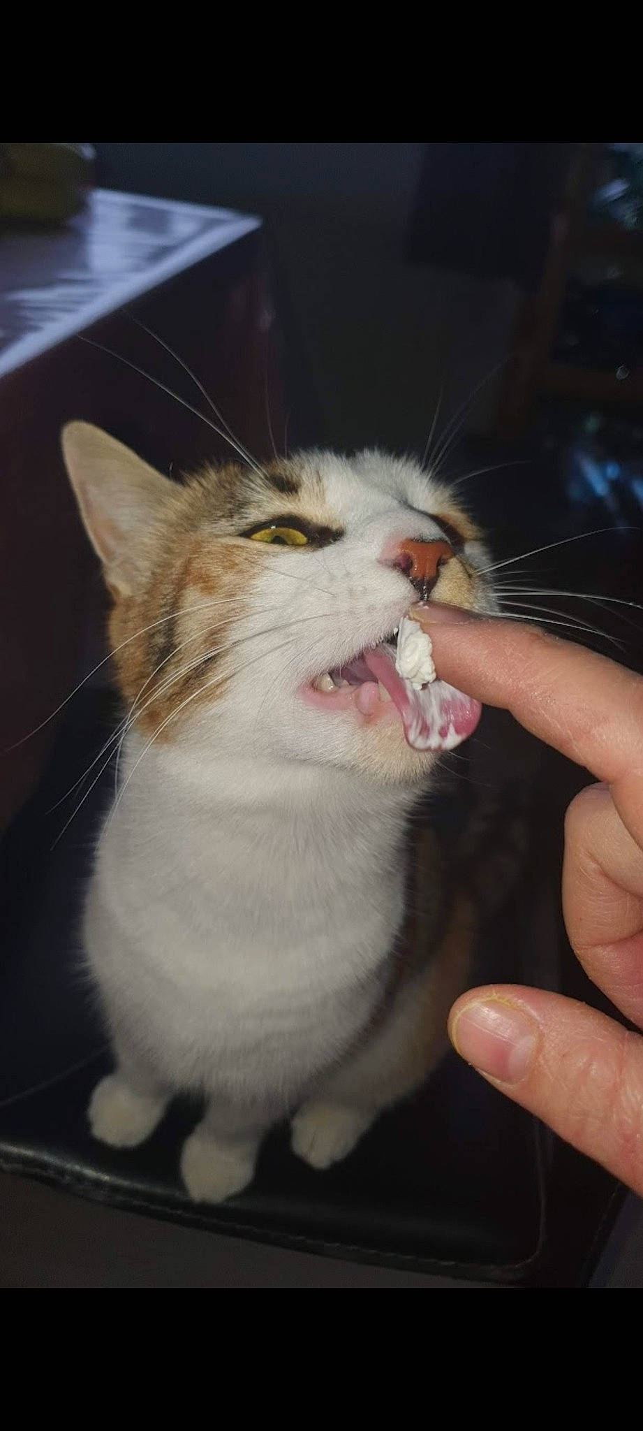 Luna participe au concours pour gagner de l'argent avec cette photo : biting, carnivore, cat, claw, domestic_short_haired_cat, fang, felidae, fur, gesture, hand, nail, paw, small_to_medium_sized_cats, smile, snout, thumb, tooth, whiskers