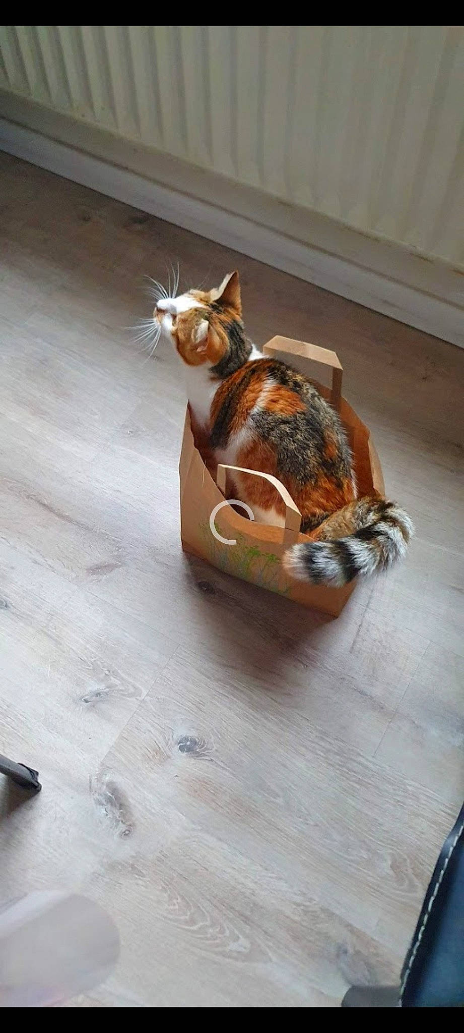 Luna participe au concours pour gagner de l'argent avec cette photo : canidae, carnivore, cat, fawn, felidae, flooring, hardwood, metal, musical_instrument, personal_protective_equipment, plywood, sitting, small_to_medium_sized_cats, sporting_group, tail, varnish, whiskers, window, wood, wood_flooring