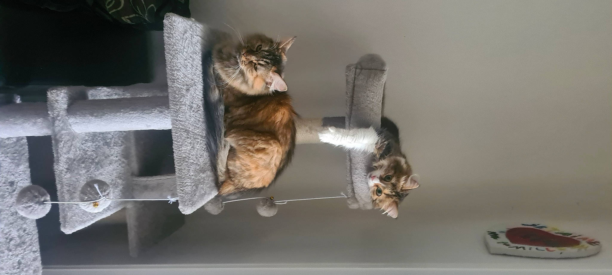 Lila a rejoint le concours — aidez-le/la à gagner de superbes lots ! canidae, carnivore, cat, cat_supply, cat_toy, claw, domestic_short_haired_cat, fawn, felidae, fur, metal, paw, pet_supply, room, small_to_medium_sized_cats, tail, whiskers, wildlife, wood