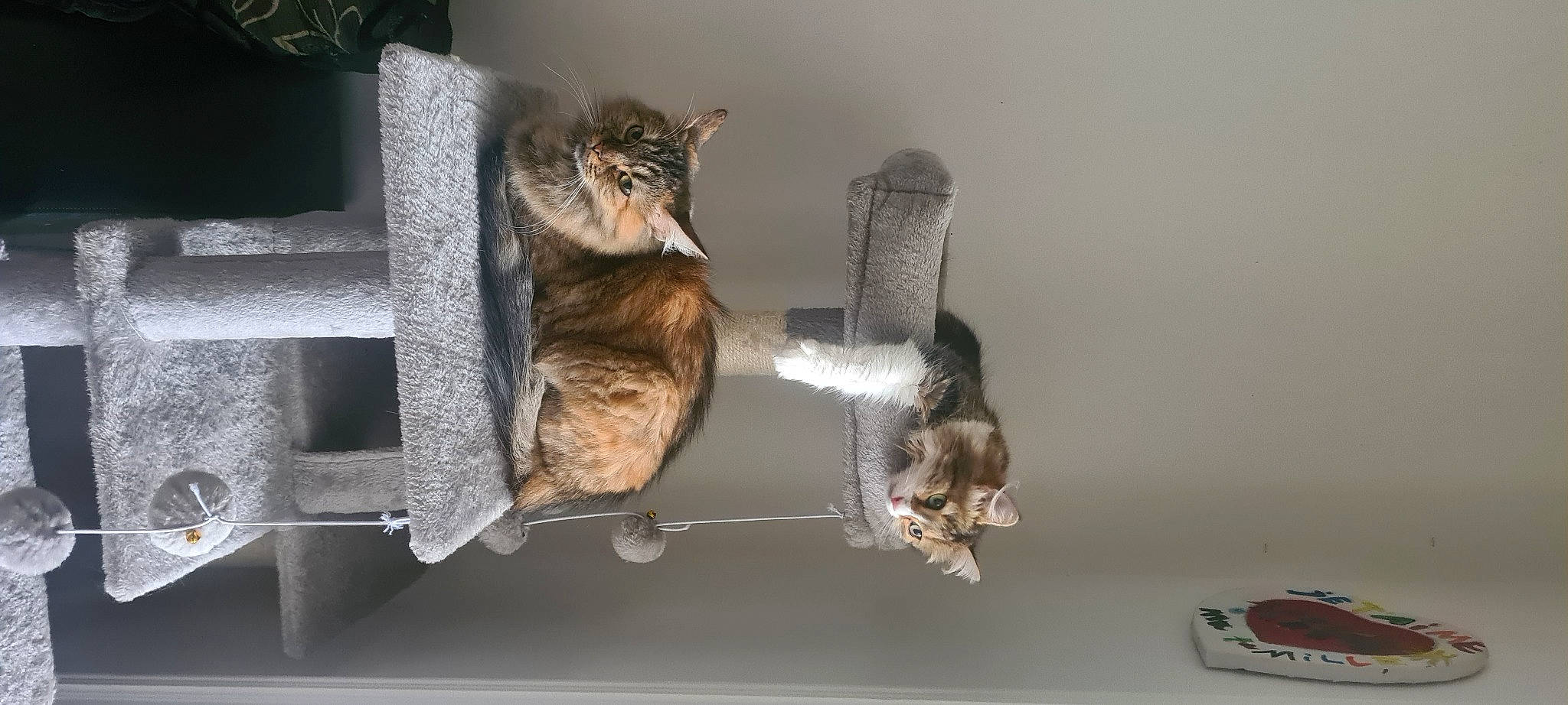 Lila a rejoint le concours — aidez-le/la à gagner de superbes lots ! carnivore, cat, cat_supply, claw, domestic_short_haired_cat, fawn, felidae, fur, metal, perching_bird, pet_supply, plant, room, shelf, small_to_medium_sized_cats, tail, twig, whiskers, wildlife, wood