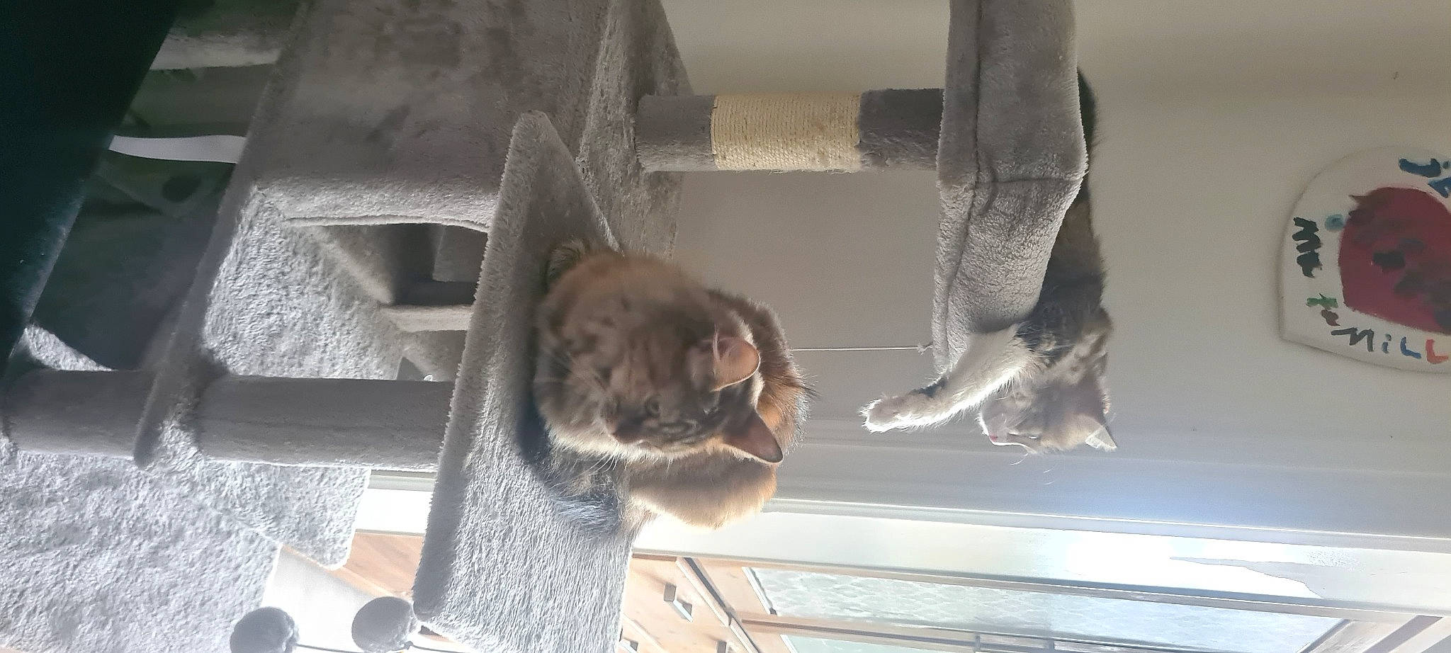 Lila a rejoint le concours — aidez-le/la à gagner de superbes lots ! animal_shelter, canidae, carnivore, cat_supply, dog_breed, domestic_short_haired_cat, fawn, felidae, fur, grey, pet_supply, room, small_to_medium_sized_cats, snout, sporting_group, tail, terrestrial_animal, whiskers, window, wood