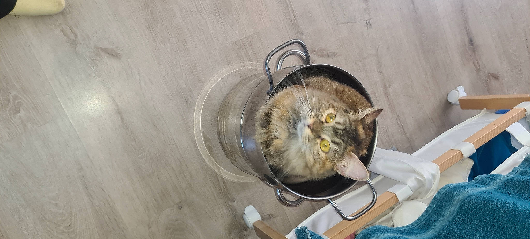 Lila a rejoint le concours — aidez-le/la à gagner de superbes lots ! bag, carnivore, cat, claw, comfort, domestic_short_haired_cat, felidae, fur, small_to_medium_sized_cats, tail, whiskers, wood