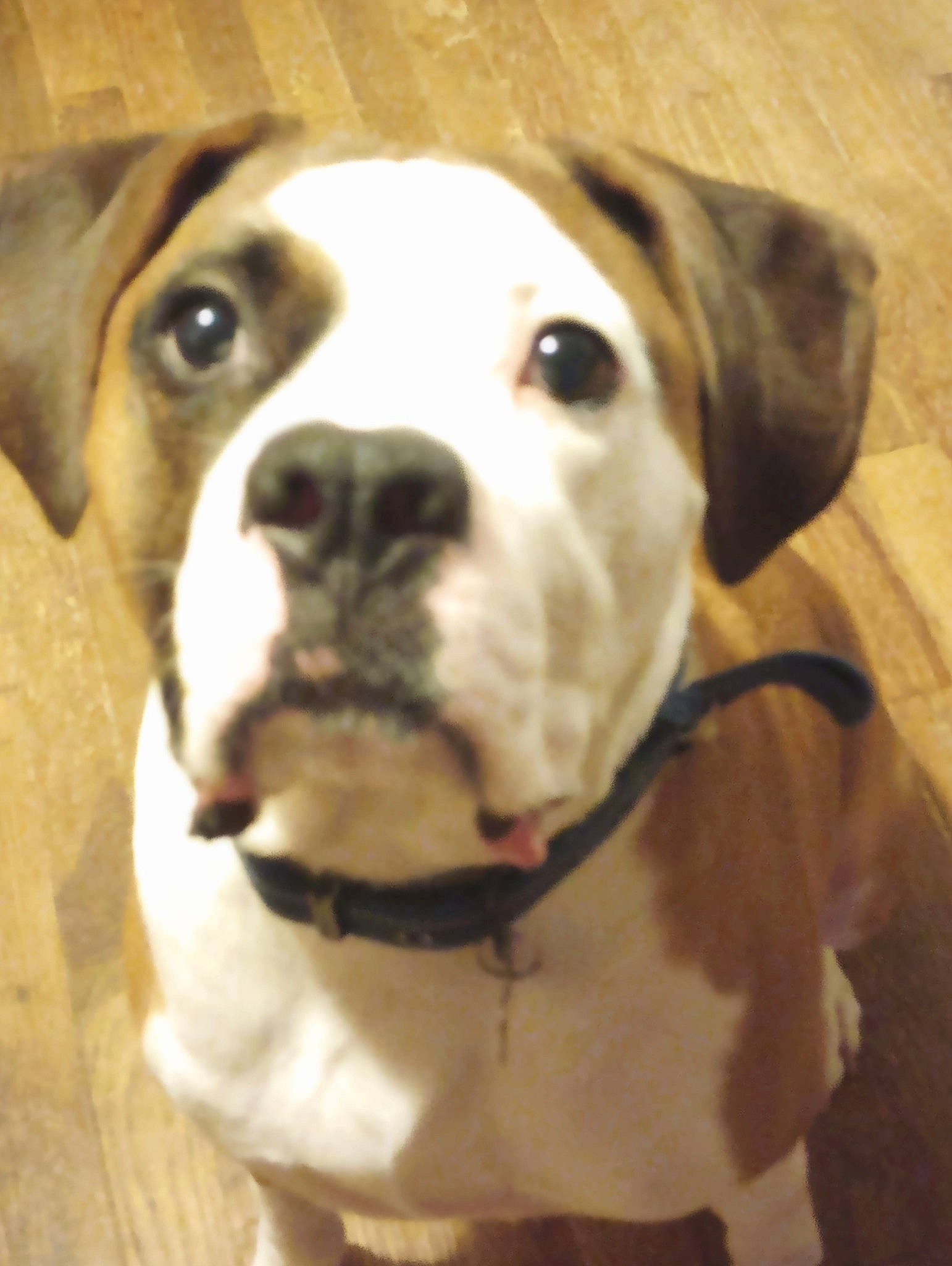 Remi is registered to the contest to win money with this photo: ancient_dog_breeds, canidae, carnivore, collar, companion_dog, dog, dog_breed, dog_collar, ear, fawn, fur, giant_dog_breed, hunting_dog, leash, non_sporting_group, pet_supply, snout, sporting_group, whiskers, working_animal