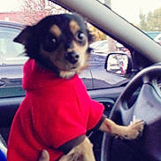 Mango participe au concours pour gagner de l'argent avec cette photo : dog, small_dog, red_hoodie, car_interior, steering_wheel, hand, window, parking_lot, trees, animal, pet, clothing, seat, dashboard, curious, indoor, vehicle, daytime, person, holding