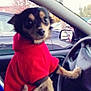 dog, small_dog, red_hoodie, car_interior, steering_wheel, hand, window, parking_lot, trees, animal, pet, clothing, seat, dashboard, curious, indoor, vehicle, daytime, person, holding
